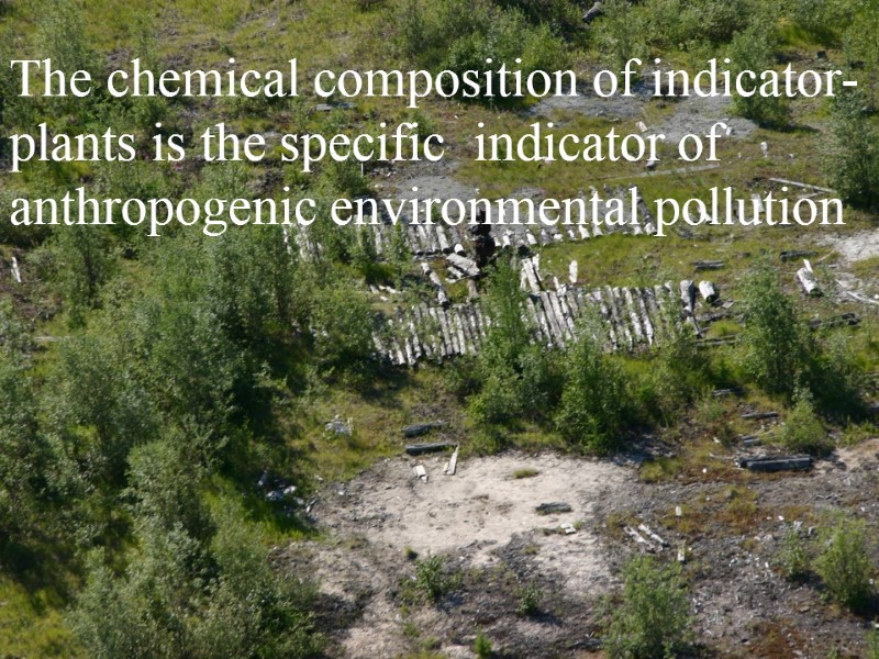 The chemical composition of indicator-plants is the specific  indicator of anthropogenic environmental pollution